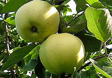 Kenmerke van die plant en versorging van appelvariëteite Dotter Papirova