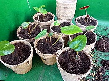 Faʻamatalaga o le Cyclamen Leaf Breeding: Tulafono mo Sauniuniga ma le totoina