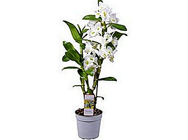 Mga kinaiya sa breeding orchid dendrobium. Unsaon sa pagpasanay sa bulak sa balay o sa usa ka greenhouse?