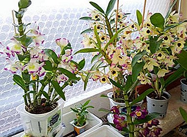 Karakteristik swen nan kay pou Orchid Dendrobium - konsèy itil. Plant foto