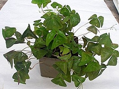 Features de cura pro patria plant "Oxalis triangulum" (Oksalis)