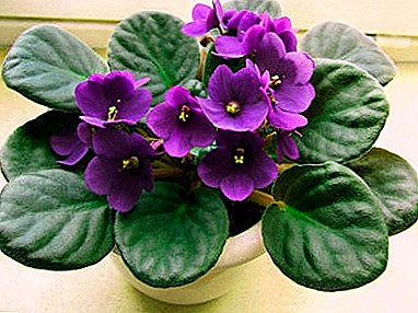 Ang mga pag-atiman sa mga violets: motubo ang usa ka tanum sa balay