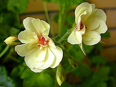 Karakterizaĵoj zorgas pri rara beleco - flava pelargonium