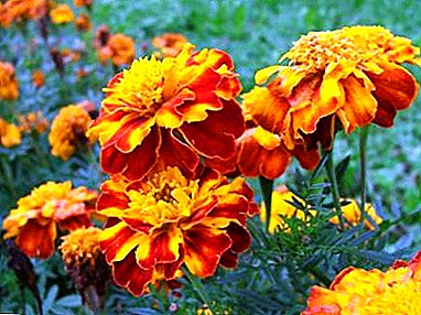 Značajke kultivacije marigolda: kako ih hraniti za obilnu cvatnju