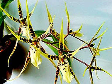 Charakteristiken vun wuessen Orchidee Brassia zu Hause. Wéi een anstänneg Pfleeg fir een Gast vun den amerikanesche Tropen