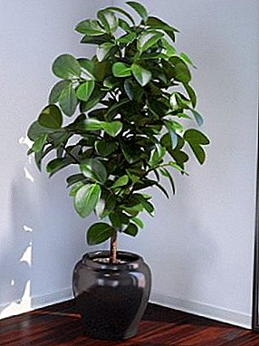 Saka kamar "Bonsai" menyang timun raksasa: Ficus "Bengal"