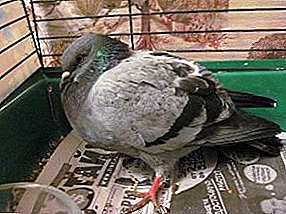 کینڈیڈیسیس پرندوں میں کیوں ہوتی ہے اور اس بیماری کا علاج کرنا ممکن ہے؟