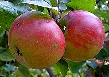 Prepoznatljive osobine, metode njege i povijest raznolikosti stabala jabuka Litica