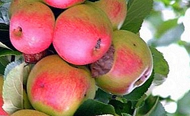 ʻO keʻano maikaʻi maikaʻi e hōʻike ana i nāʻanoʻo apple like Volzhanka