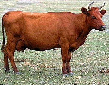 Die uitstekende besluit vir 'n plaas - Rooi Steppe-rasse van koeie