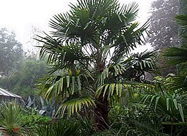Palma Trachycarpus: qarsoodi ah beerashada guuleysiga