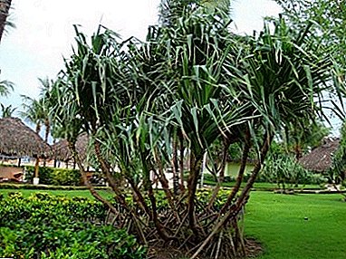 Pandanus (palm palm) - taybetmendiyên lênêrînê û çandiniyê li malê