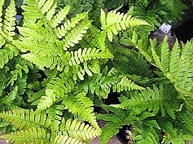 Lush man man - fern Thistle male: awọn fọto, awọn oniru, abojuto ni ile