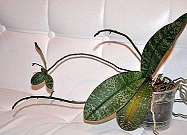 Kodi ndi zifukwa ziti zomwe ma orchids amalephera kukhala ndi mizu komanso momwe angakulire?
