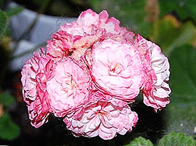 Af hverju er Denise pelargonium talinn vera bestur af rozbudnyh planta afbrigði, og hvernig á að sjá um þetta blóm?