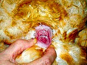 Por que proluba o oviducto nos pollos e como se realiza o tratamento?