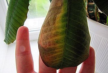 Naha daun tumuwuh konéng sareng layu atawa gugur di kamar euforbia: kasakit jeung hama, métode perlakuan
