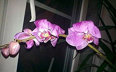 Ntak emi orchid Phalaenopsis akpọnwụde ke epupụta, okooko ye mfri, ndien nso ke ana ẹnam man anyan̄a eto?
