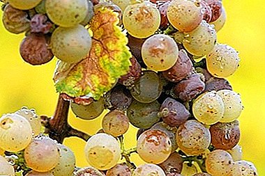 Pse rrushit vuajnë nga antracnoza dhe si ta trajtojnë atë?