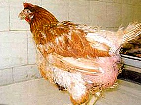 چرا پرتونی های زرده تخم مرغ در پرندگان و نحوه مبارزه با التهاب رخ می دهد؟