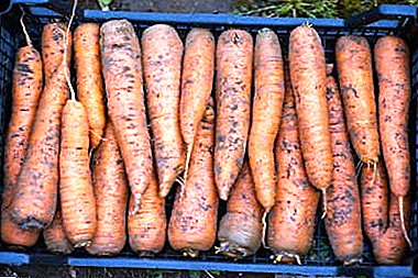 Voorbereiding wortels vir die winter, hoe om te stoor: was of vuil?
