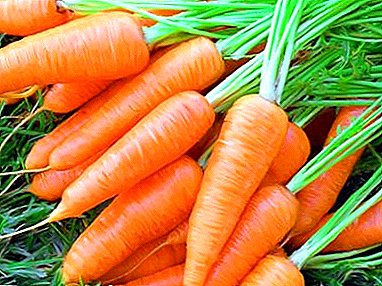 गाजर उपयुक्त वाण आणि शेल्फ लाइफ