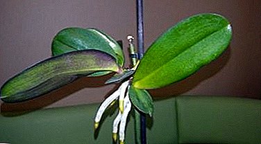 Ntuziaka maka ndị na-ahụ maka orchid: otu esi abawanye na ụlọ site na stalk stalk. Ụkpụrụ nhazi na aro