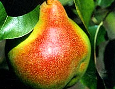 Cunto kala duwan oo loogu talagalay taranta warshadaha - Samara Beauty pear