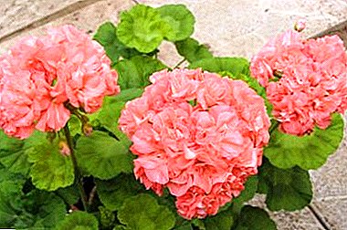 É útil coñecer a unha florista e principiante experimentada: características do coidado do pelargonium en casa