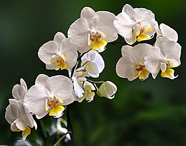 Siza ama-orchid asinde ekwindla nasebusika ekhaya. Izimpawu zezitshalo neziqondiso zokunakekelwa