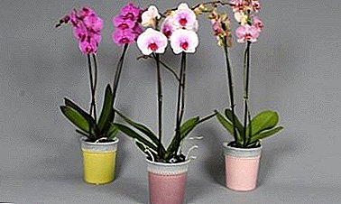 Phalaenopsis popularibus podsorta Mix et post cura in domo shopping