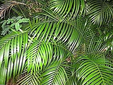 Gewilde Chrysalidocarpus - huisversorging vir 'n palmboomvlinder