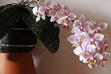 Pink lanu manulele: Philadelphia orchid ma fautuaga i le tausiga ma le toe gaioiga i le fale