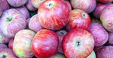 Rupa populér jeung bungbuahan alus teuing - tangkal apel Terentevka