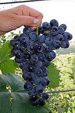 প্রারম্ভিক ripening berries সঙ্গে একটি জনপ্রিয় বৈচিত্র্য Muromets আঙ্গুর।