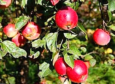 Variedade popular de árbores de mazá tipo universal - Asterisk