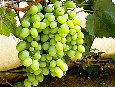 Столово грозје популарно со градинари - "Кеша"