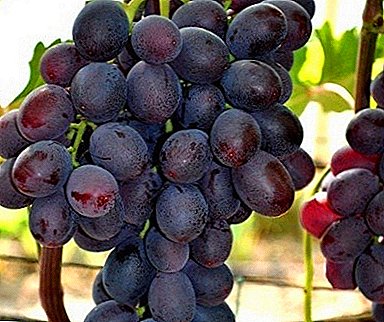 Rrushi popullor "Dhurata e Dritës" me pjekje të hershme dhe shije të veçantë