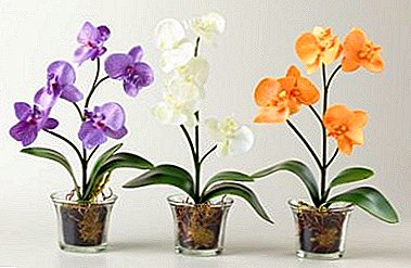 Ашық орхидей құмыралардың танымалдылығы - қажеттілік немесе өркендеу?