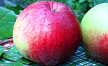 سیب کی قالین مختلف قسم کے باقاعدگی سے پیداوار سے خوش ہوں گے