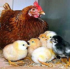 Afecta ás funcións reprodutivas nas galiñas e impide o desenvolvemento dun avitaminose embrión E