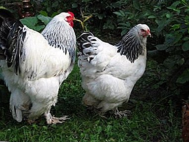 چکن برہما کی نسل سفید ہے: ظہور، تصویر، دیکھ بھال کی خصوصیات
