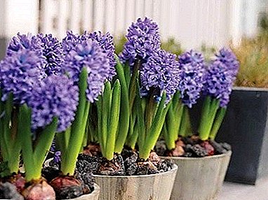 انڈور کی حالتوں میں hyacinths پودے لگانے اور ان کے لئے دیکھ بھال