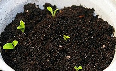 Plant, verplant en versorg gerberas: instruksies en toestande