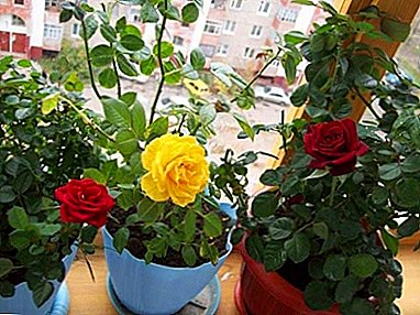 Guía paso a paso: como cortar unha sala de rosas? Os matices do procedemento e as características do coidado das plantas