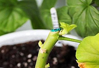 Stap-vir-stap instruksies oor hoe om pelargonium behoorlik vas te knip en te sny