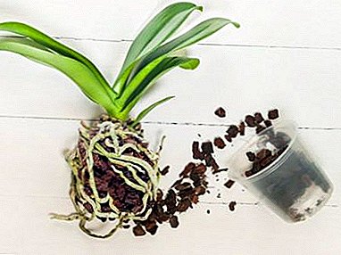 Nzọụkwụ na-aga na transplanting phalaenopsis orchids n'ụlọ. Atụmatụ ndị na-eto eto growers