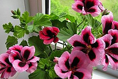 Unha guía paso a paso para a reprodución do pelargonium real na casa. Consellos sobre coidados de flores