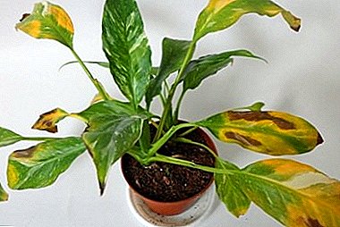 A ka kafe apo pika të tjera në gjethet e spathiphyllum? Shkaqet, trajtimi dhe parandalimi i sëmundjes