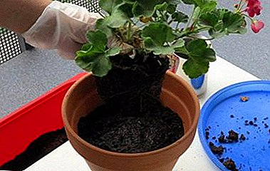 Geraniums ટ્રાન્સપ્લાન્ટ કેવી રીતે પર પ્રાયોગિક ભલામણો. ઘરે અને ખુલ્લા ક્ષેત્રમાં પ્રક્રિયાની લાક્ષણિકતાઓ